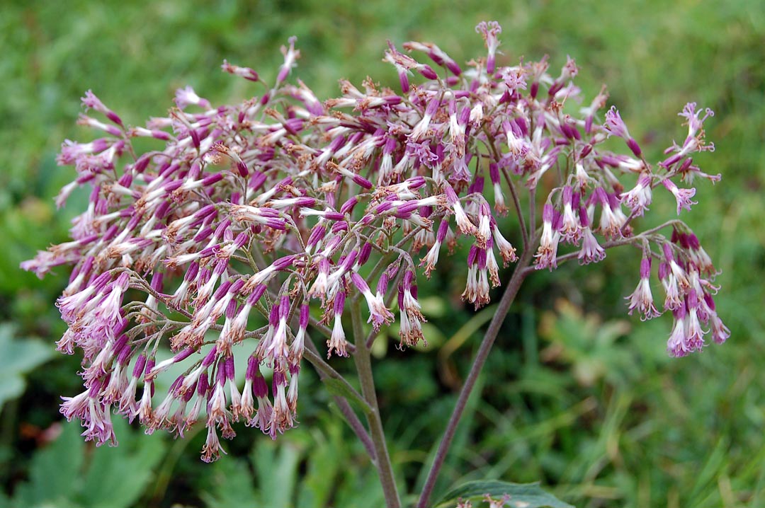 Dolomiti di Sesto - Adenostyles sp.